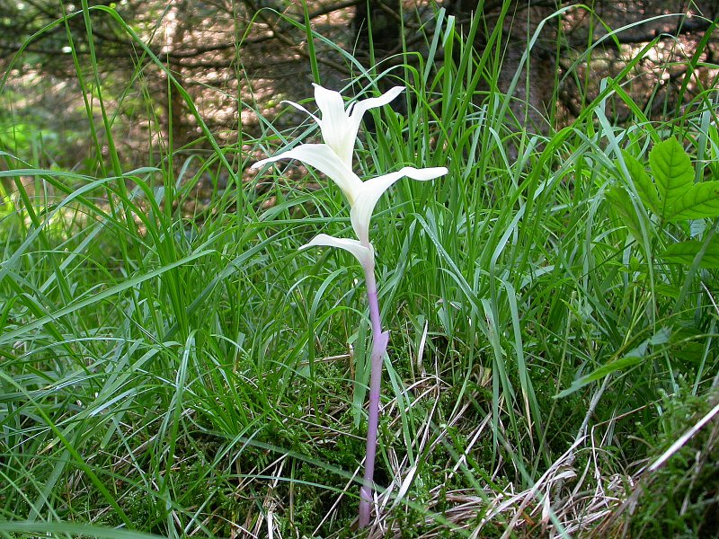 Un enigma per me: Epipactis albina?